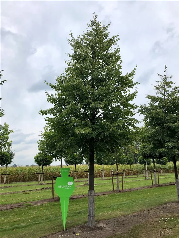 Tilia cordata