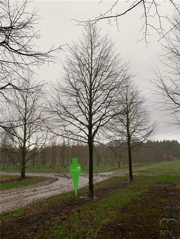 Tilia cordata