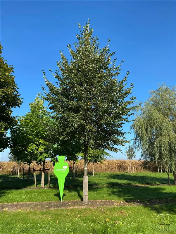 Tilia cordata
