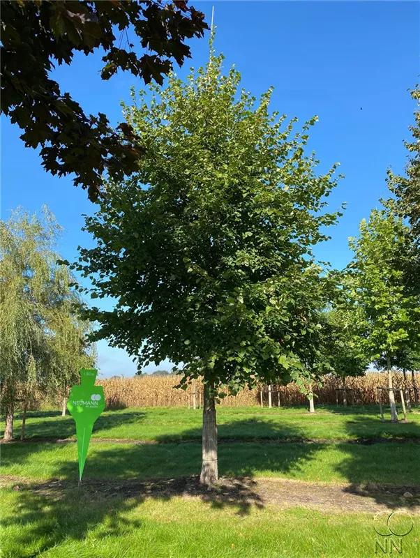 Tilia cordata