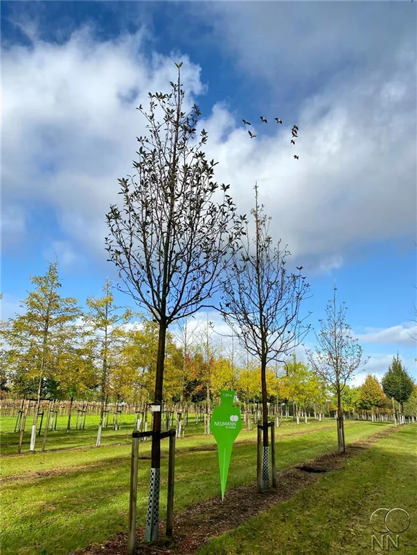 Sorbus aria 'Magnifica'