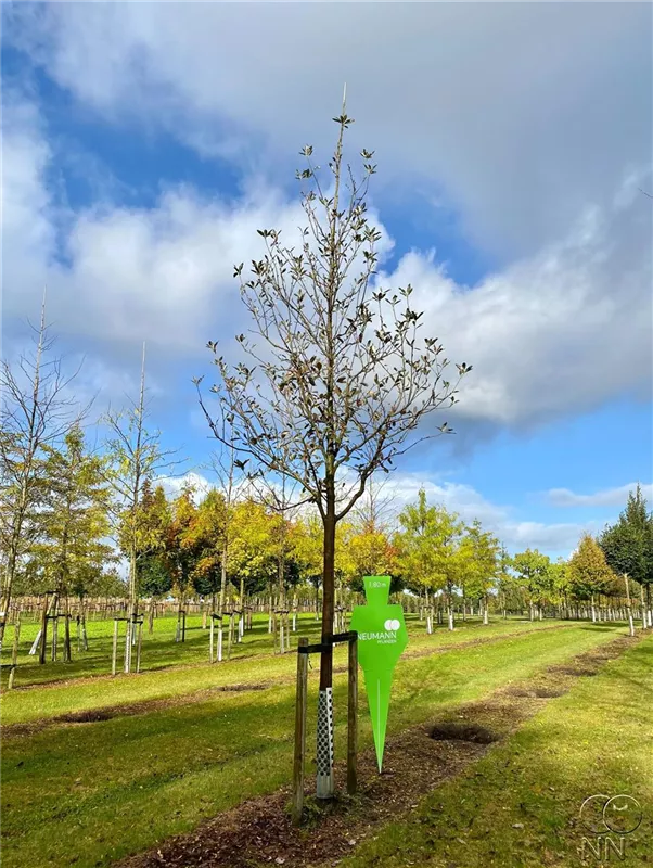 Sorbus aria 'Magnifica'