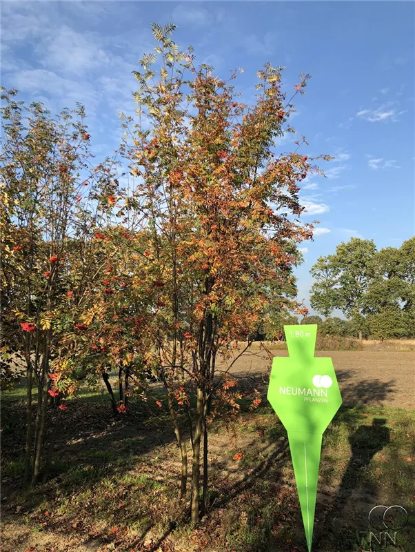 Sorbus aucuparia