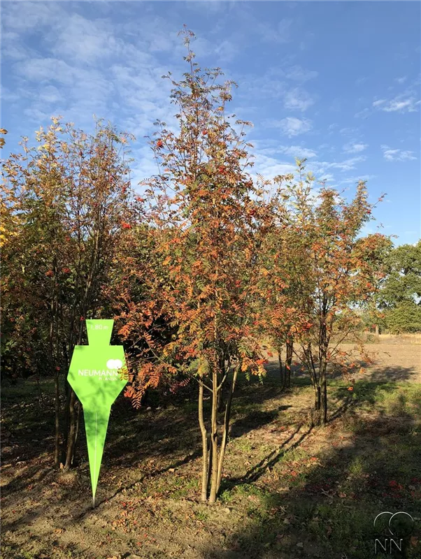 Sorbus aucuparia
