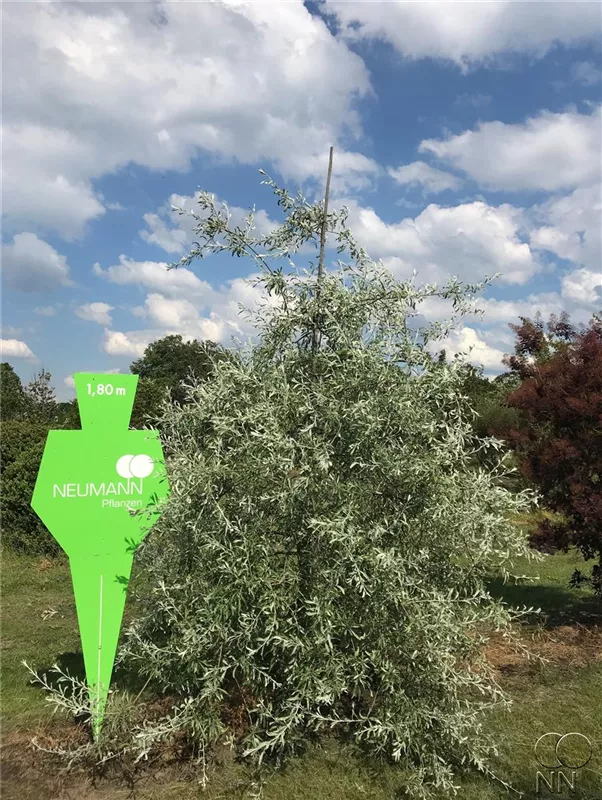 Pyrus salicifolia 'Pendula'