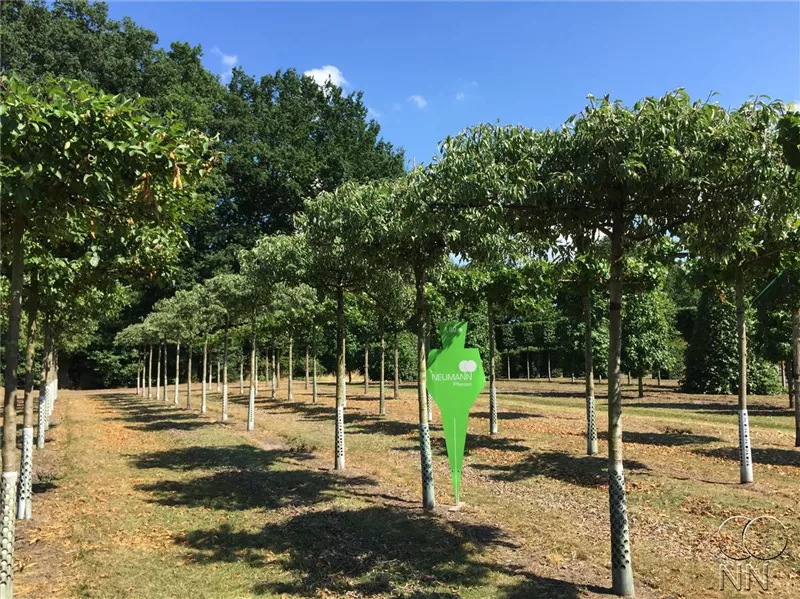 Pyrus elaeagrifolia 'Silver Sail'