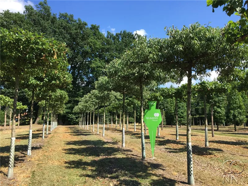 Pyrus elaeagrifolia 'Silver Sail'