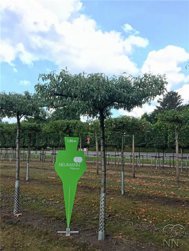 Pyrus elaeagrifolia 'Silver Sail'
