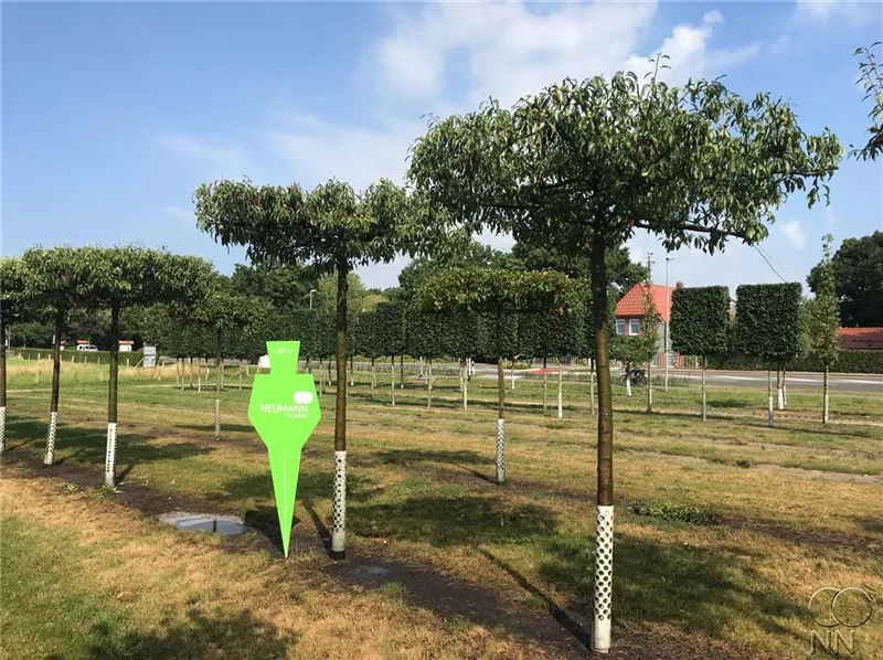 Pyrus elaeagrifolia 'Silver Sail'