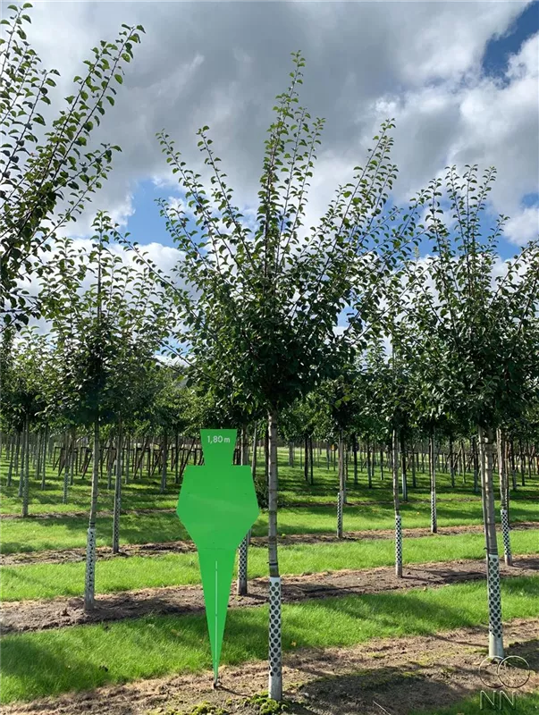 Prunus syr.'Von Nancy' CAC