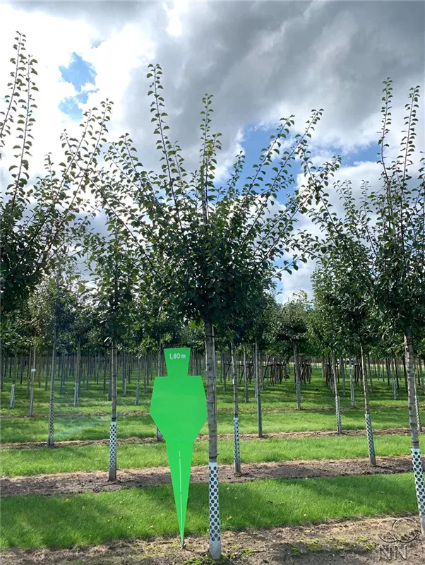 Prunus syr.'Von Nancy' CAC