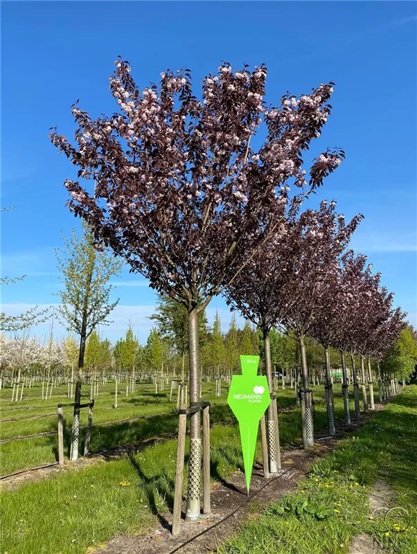Prunus serrulata 'Royal Burgundy'