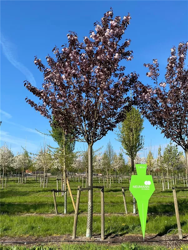 Prunus serrulata 'Royal Burgundy'
