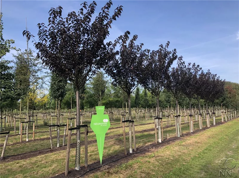 Prunus serrulata 'Royal Burgundy'