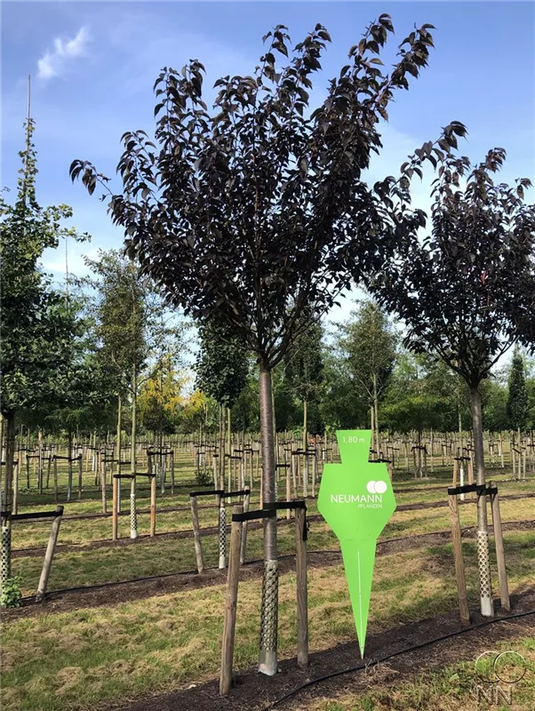 Prunus serrulata 'Royal Burgundy'