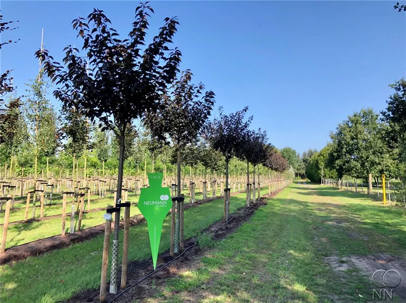 Prunus serrulata 'Royal Burgundy'