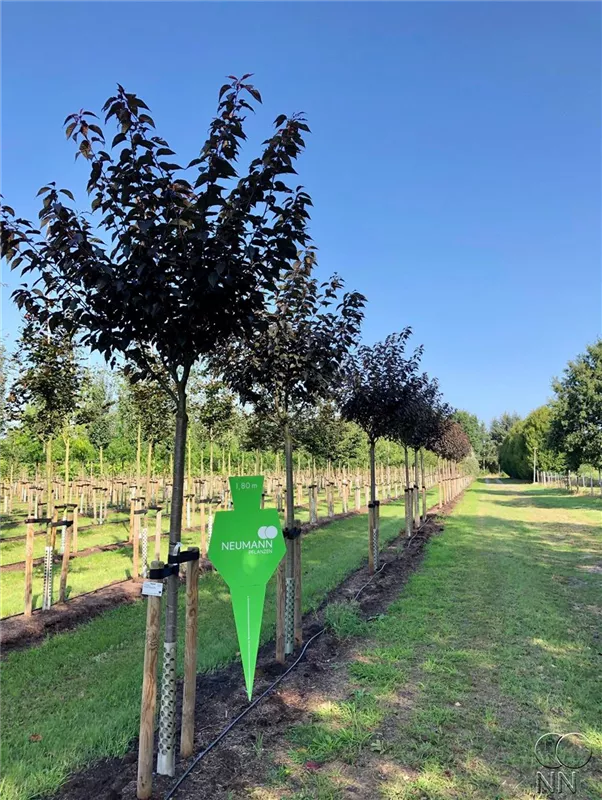 Prunus serrulata 'Royal Burgundy'