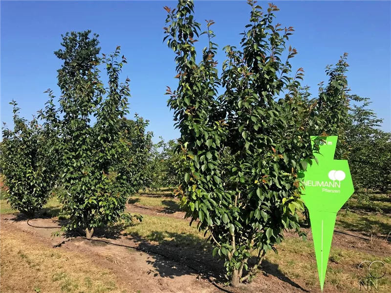 Prunus serrulata 'Kanzan'