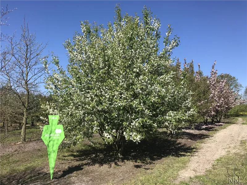Prunus padus