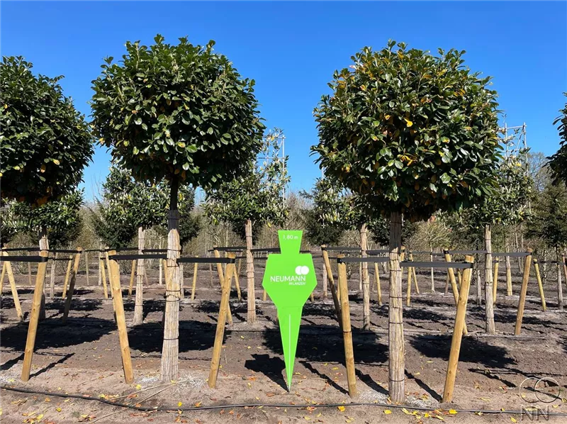 Prunus lauroc.'Etna' -R-