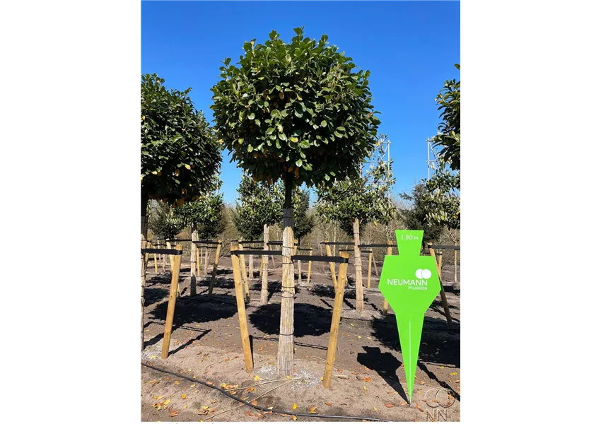 Prunus lauroc.'Etna' -R-