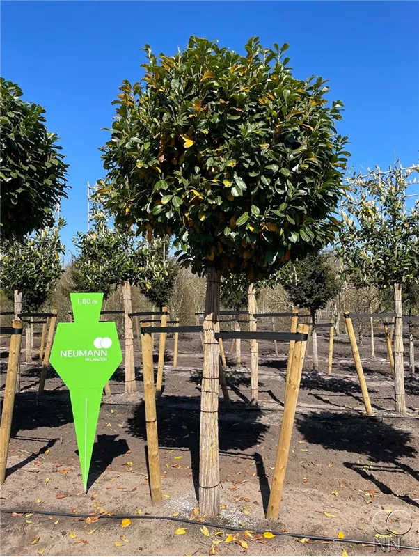 Prunus lauroc.'Etna' -R-