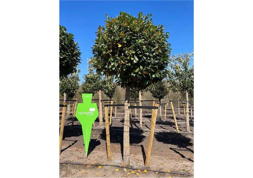 Prunus lauroc.'Etna' -R-