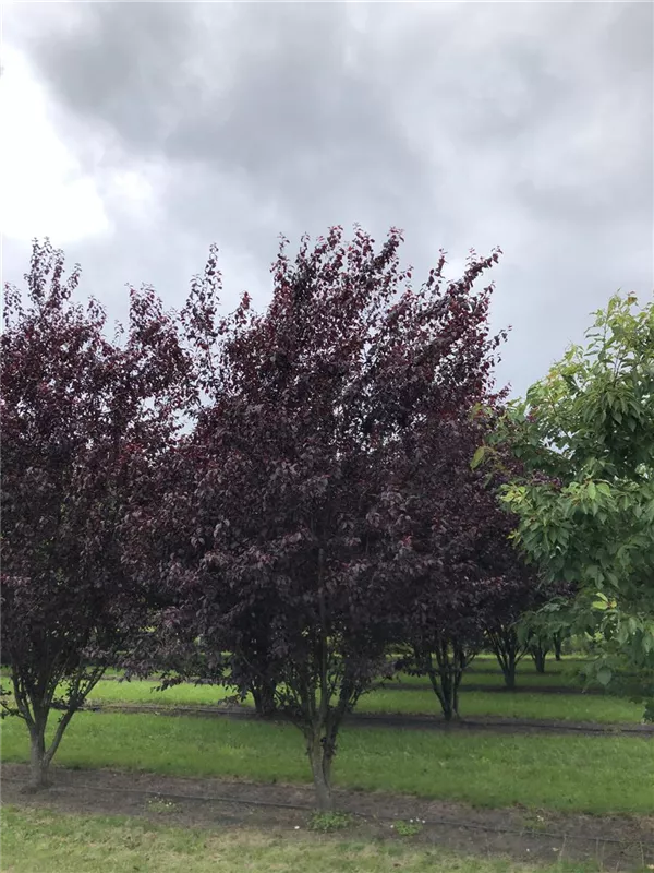 Prunus cerasifera 'Nigra'