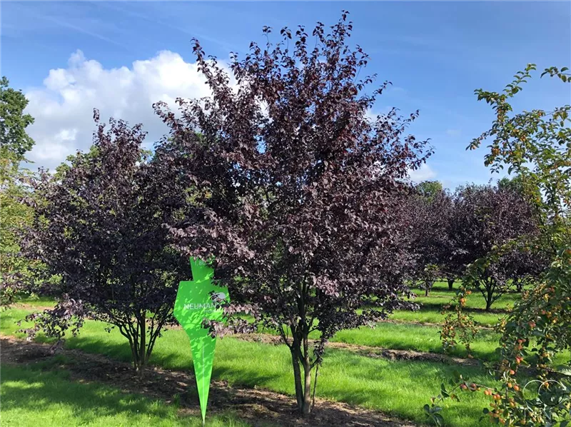 Prunus cerasifera 'Nigra'