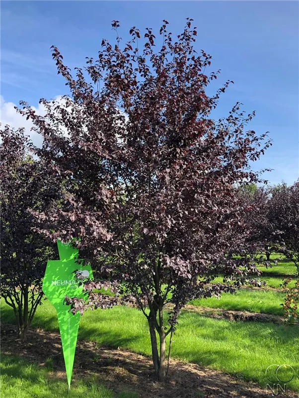 Prunus cerasifera 'Nigra'
