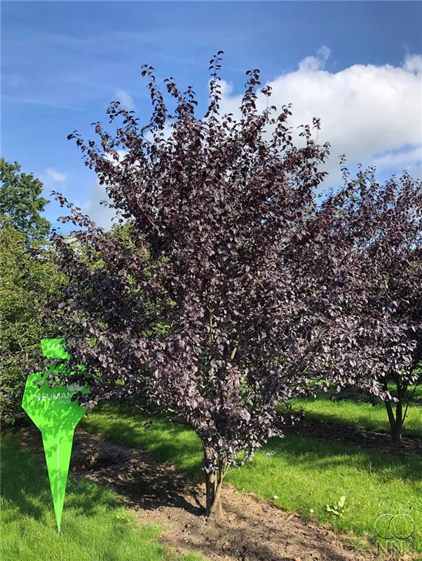 Prunus cerasifera 'Nigra'