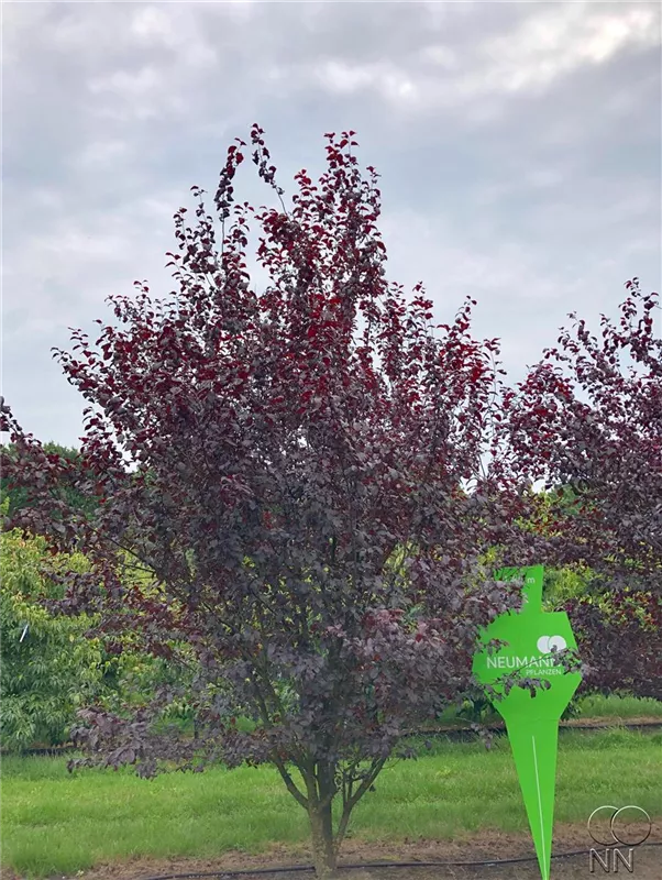 Prunus cerasifera 'Nigra'