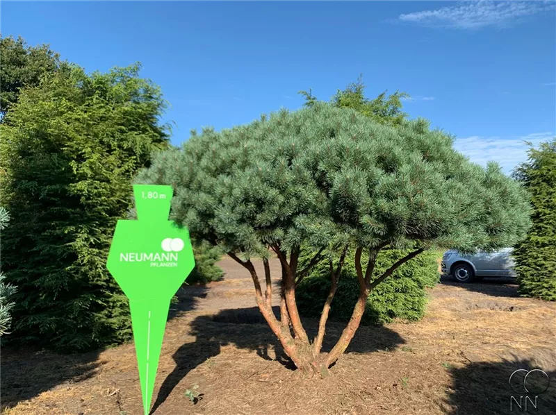 Pinus sylvestris 'Watereri'