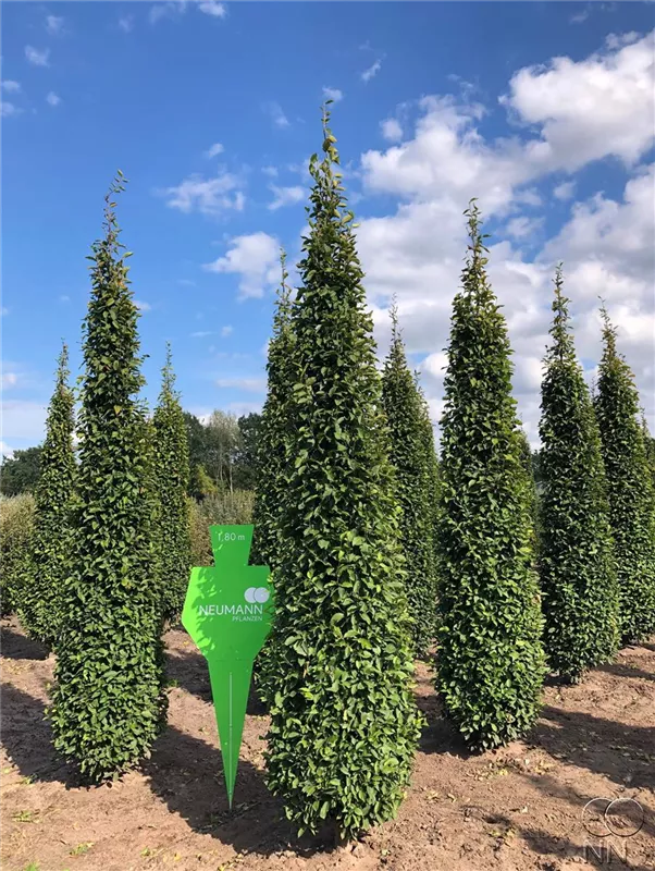 Carpinus betulus 'Fastigiata'