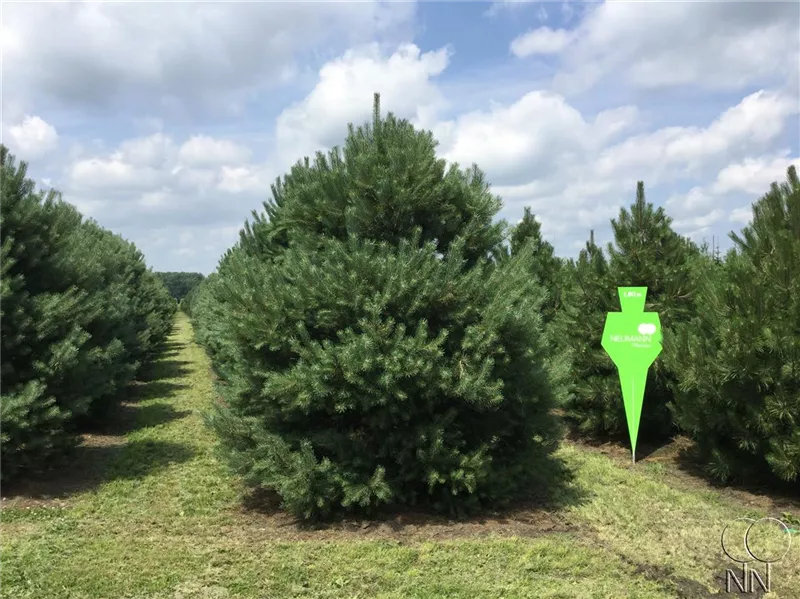 Pinus sylvestris