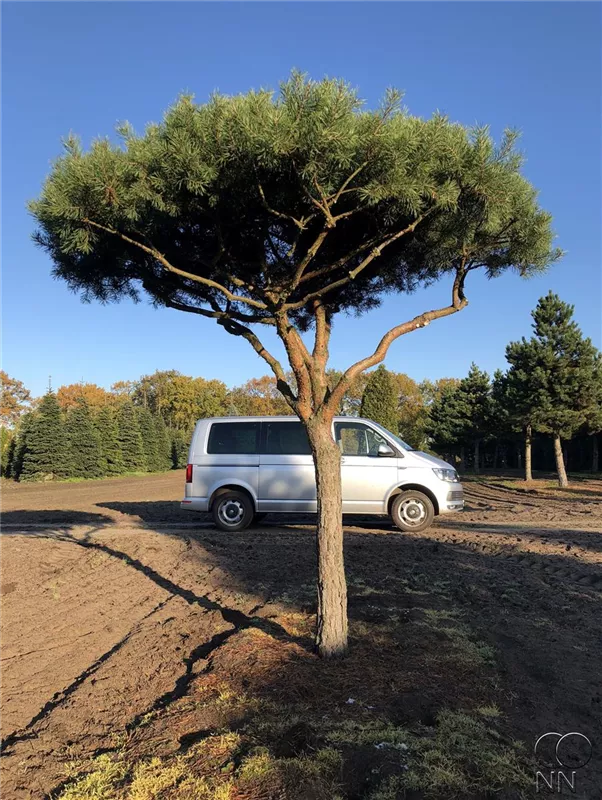 Pinus sylvestris