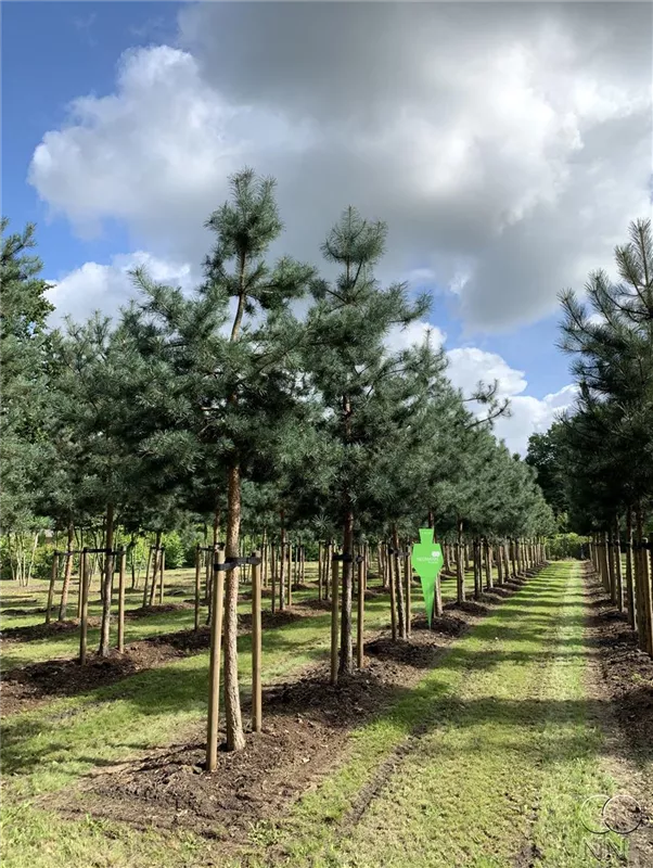 Pinus sylvestris
