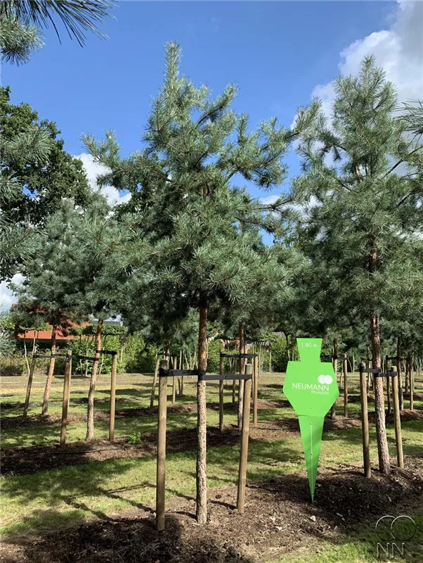 Pinus sylvestris