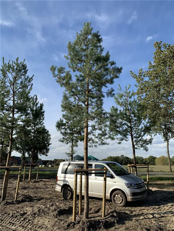 Pinus sylvestris