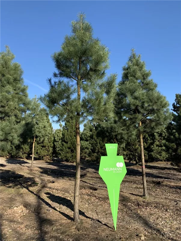 Pinus sylvestris