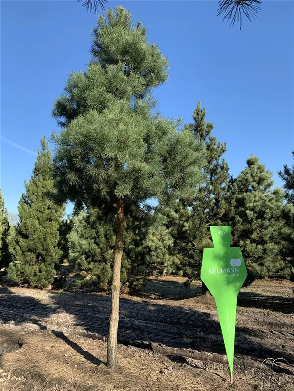 Pinus sylvestris