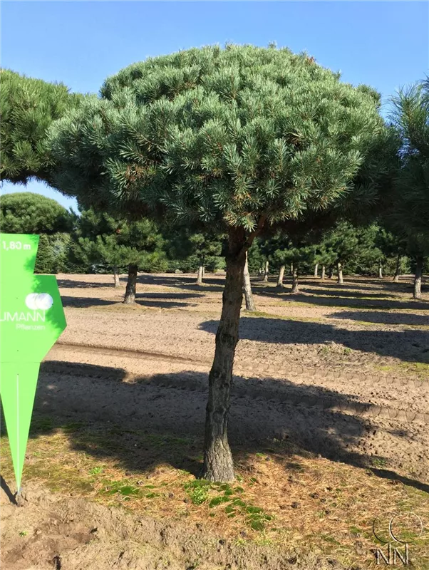 Pinus sylvestris