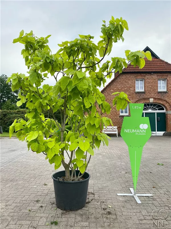 Catalpa bignonioides