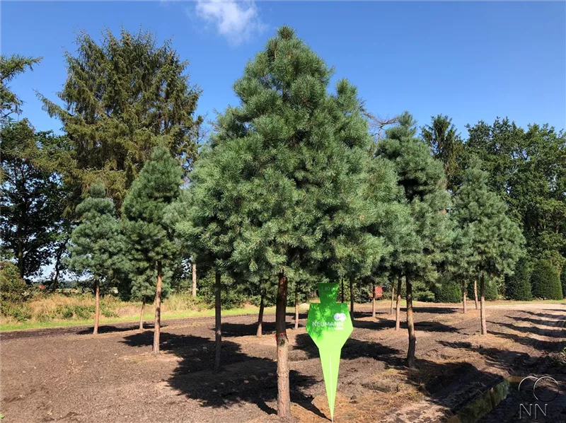 Pinus sylvestris