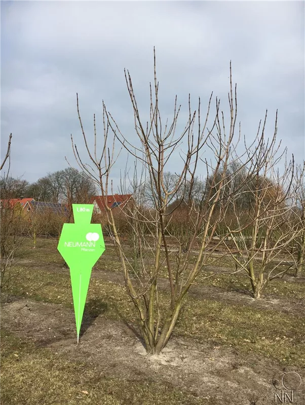 Catalpa bignonioides