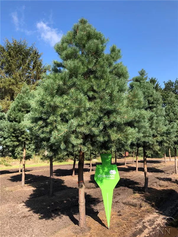 Pinus sylvestris