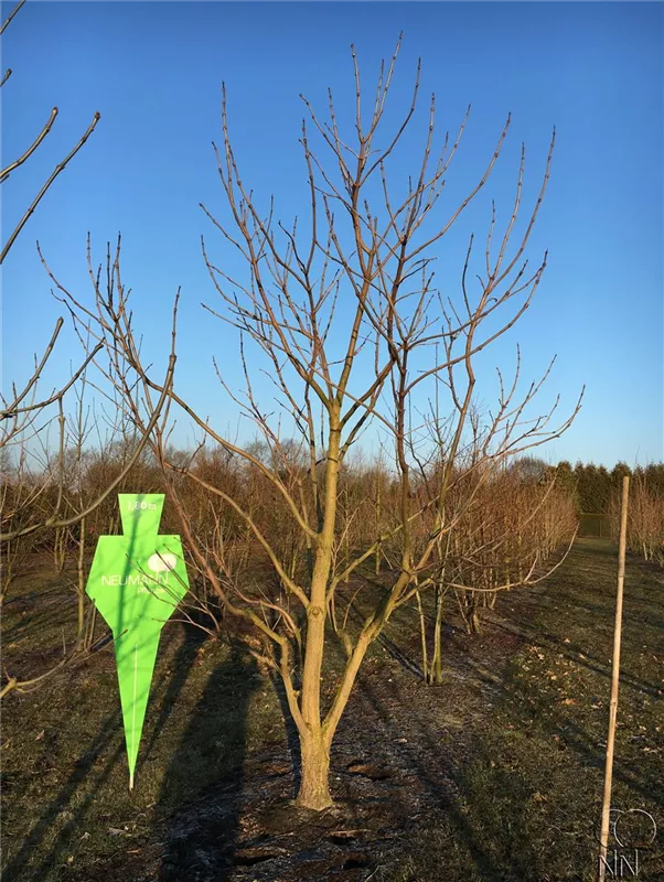 Catalpa bignonioides