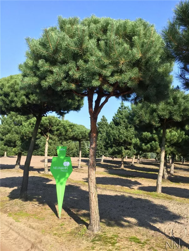Pinus sylvestris