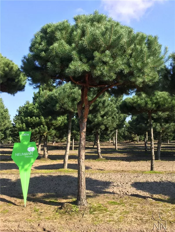 Pinus sylvestris