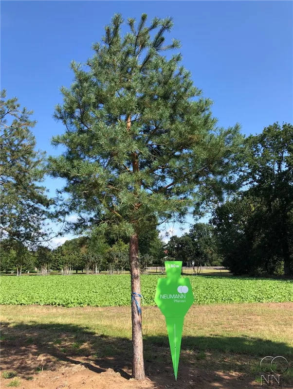 Pinus sylvestris
